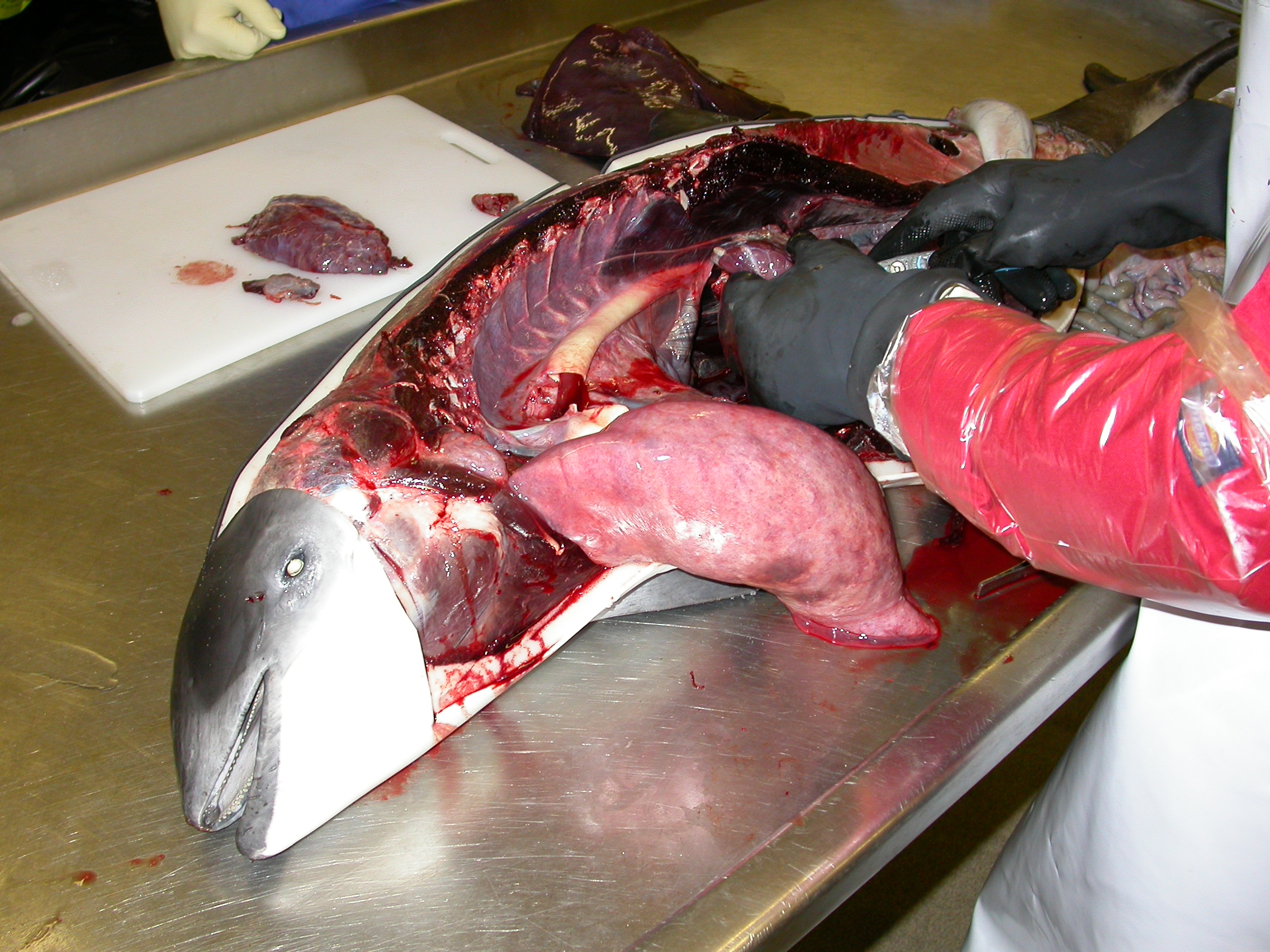 Post-mortem examination of a harbour porpoise